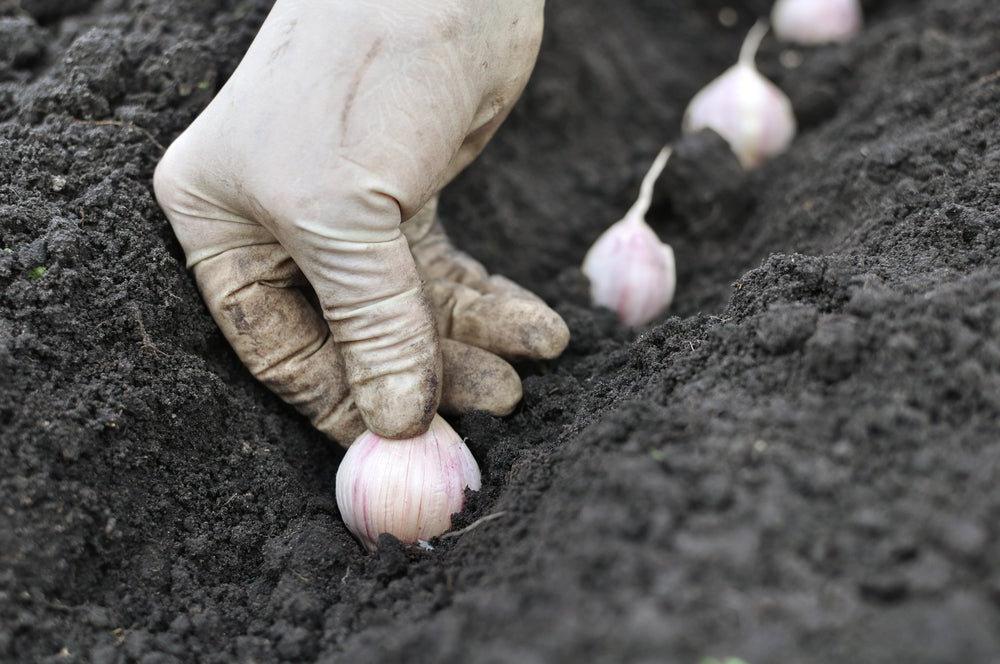 Grow Your Own Garlic - Ritchie Feed & Seed Inc.