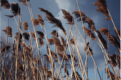 Plants for Winter Interest